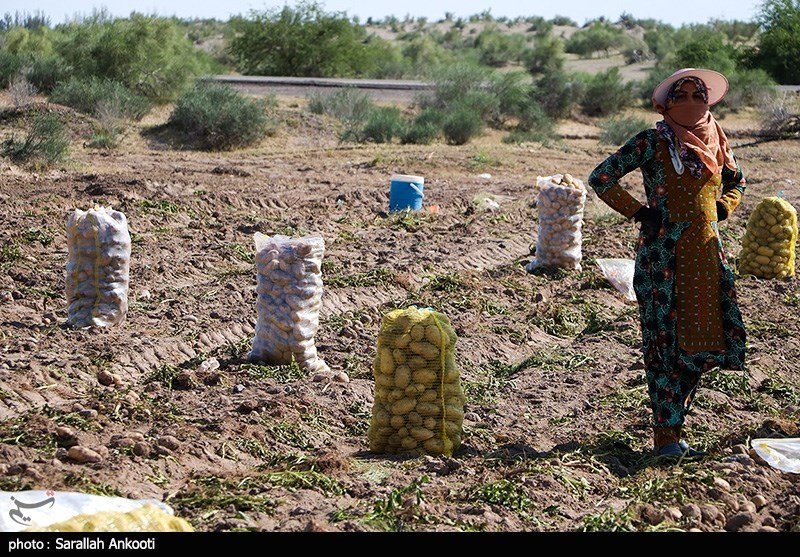 سیل زده , استان کرمان , کشاورزی , 