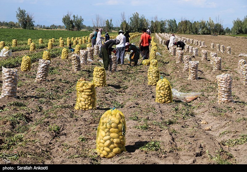 سیل زده , استان کرمان , کشاورزی , 