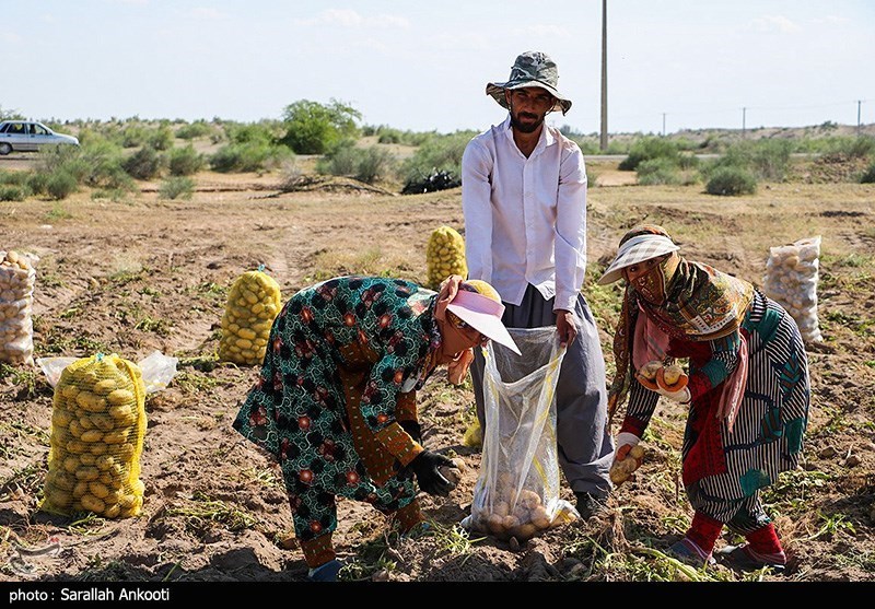 سیل زده , استان کرمان , کشاورزی , 