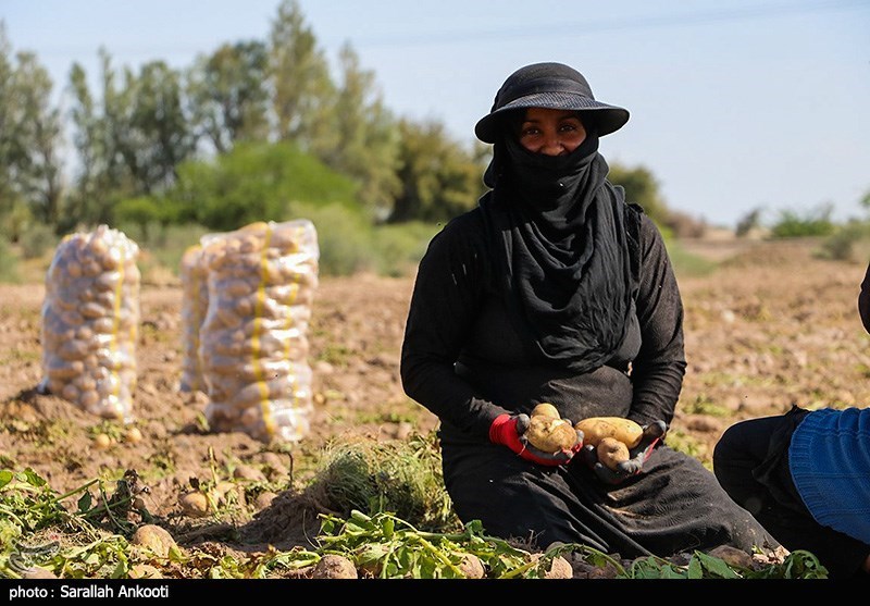 سیل زده , استان کرمان , کشاورزی , 