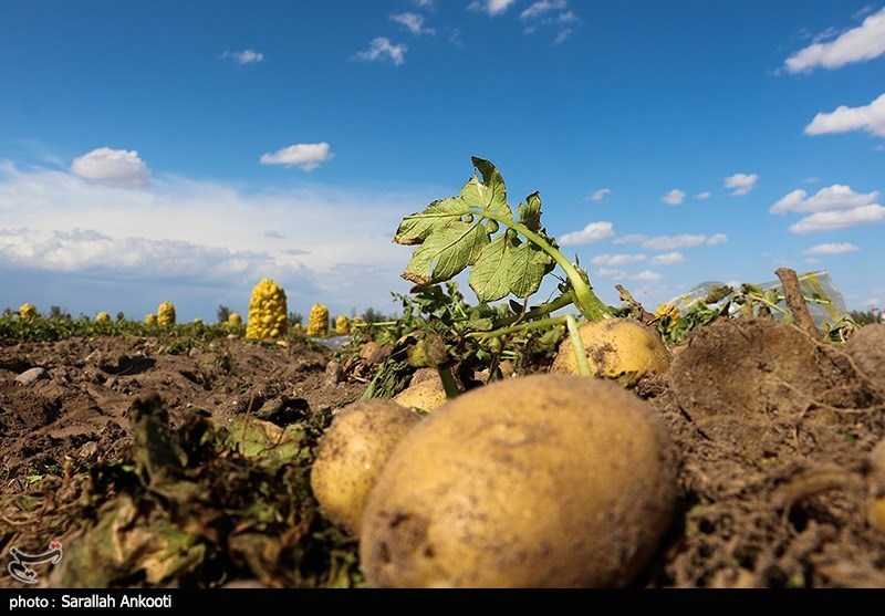 سیل زده , استان کرمان , کشاورزی , 