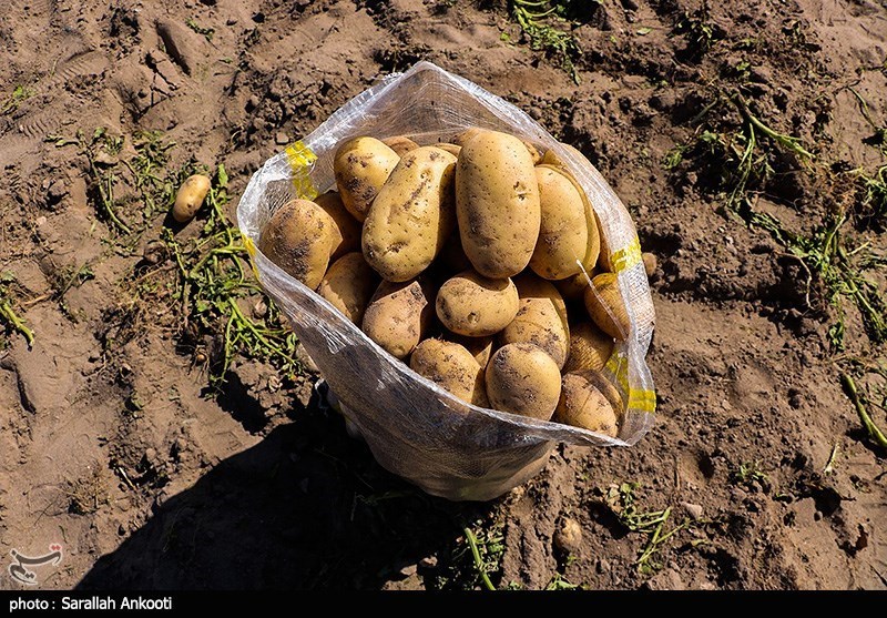 سیل زده , استان کرمان , کشاورزی , 