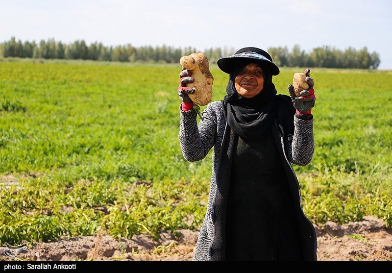 سیل زده , استان کرمان , کشاورزی , 