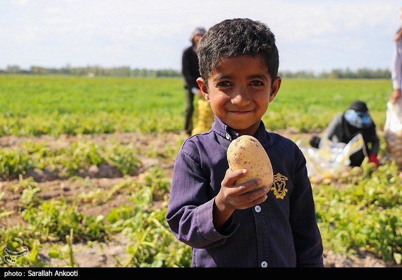 سیل زده , استان کرمان , کشاورزی , 