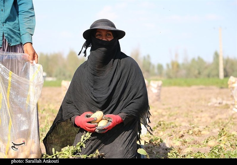 سیل زده , استان کرمان , کشاورزی , 