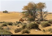 زیستگاه‌های بیت کوصر - خوزستان