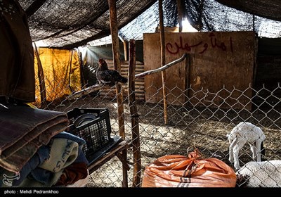 زیستگاه‌های بیت کوصر - خوزستان