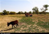 زیستگاه‌های بیت کوصر - خوزستان