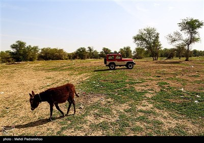 زیستگاه‌های بیت کوصر - خوزستان