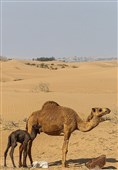 زیستگاه‌های بیت کوصر - خوزستان