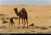 زیستگاه‌های بیت کوصر - خوزستان