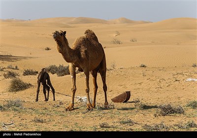 زیستگاه‌های بیت کوصر - خوزستان