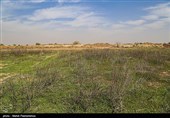 زیستگاه‌های بیت کوصر - خوزستان