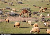 زیستگاه‌های بیت کوصر - خوزستان