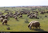 زیستگاه‌های بیت کوصر - خوزستان