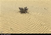 زیستگاه‌های بیت کوصر - خوزستان