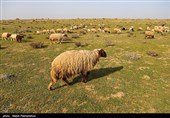 زیستگاه‌های بیت کوصر - خوزستان