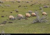 زیستگاه‌های بیت کوصر - خوزستان