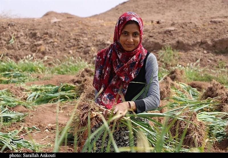 کشاورزی , استان کرمان , تولید ملی , 