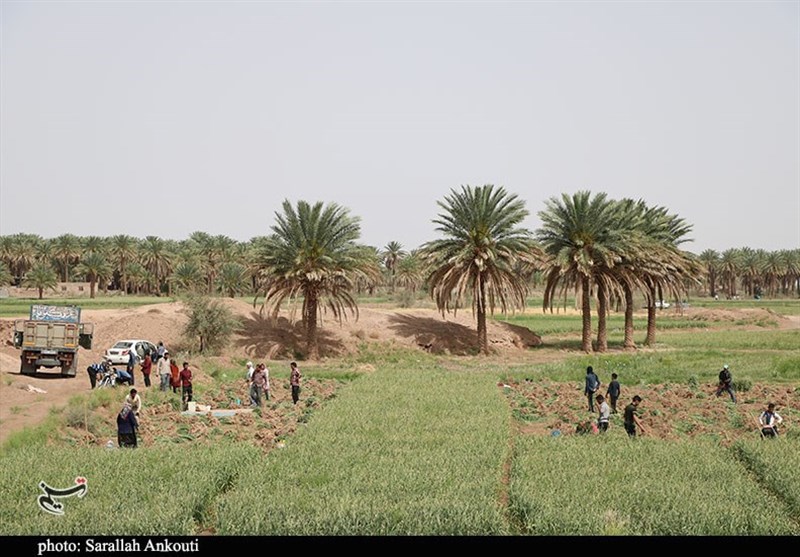 کشاورزی , استان کرمان , تولید ملی , 