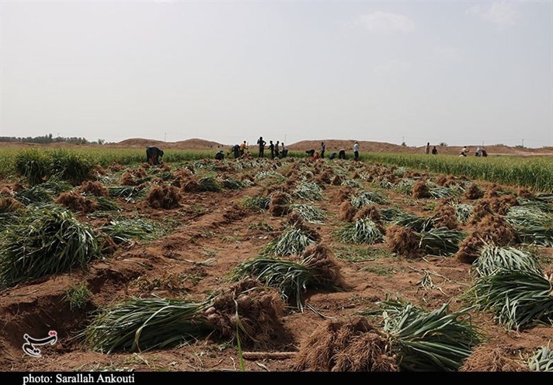 کشاورزی , استان کرمان , تولید ملی , 