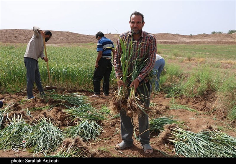 کشاورزی , استان کرمان , تولید ملی , 