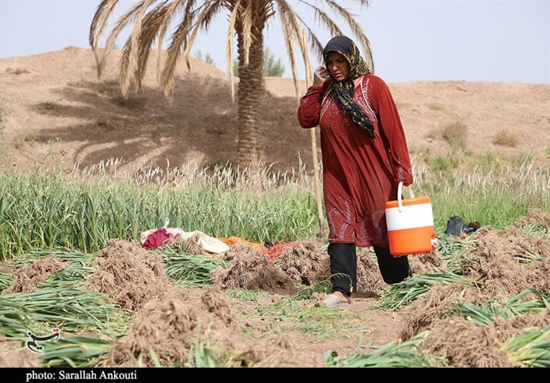کشاورزی , استان کرمان , تولید ملی , 