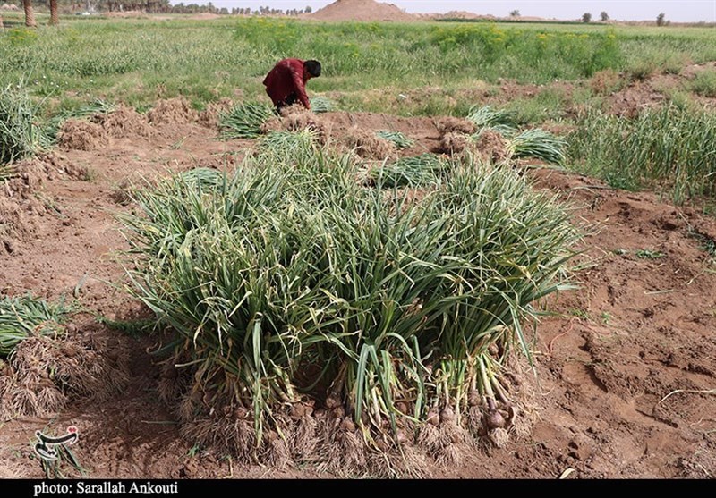 کشاورزی , استان کرمان , تولید ملی , 