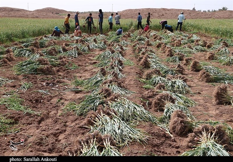 کشاورزی , استان کرمان , تولید ملی , 