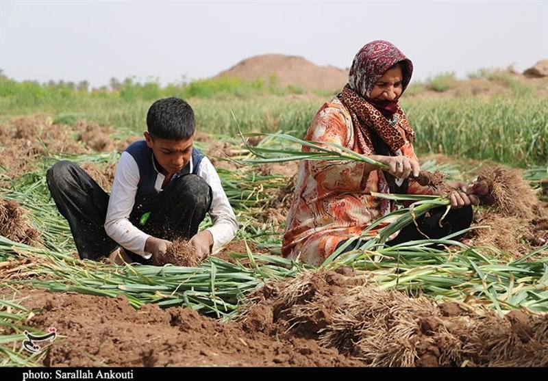 کشاورزی , استان کرمان , تولید ملی , 