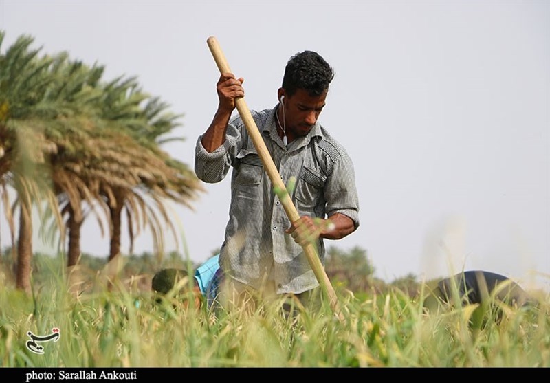 کشاورزی , استان کرمان , تولید ملی , 