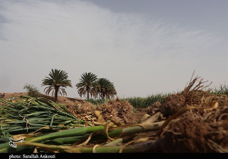 بهداشت و درمان , تغذیه سالم , طب سنتی , 