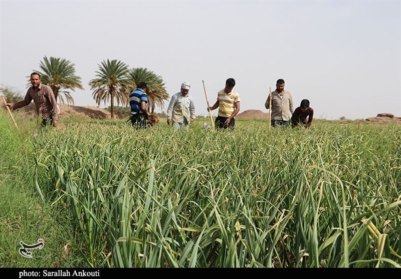 کشاورزی , استان کرمان , تولید ملی , 