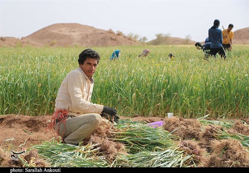 کشاورزی , استان کرمان , تولید ملی , 