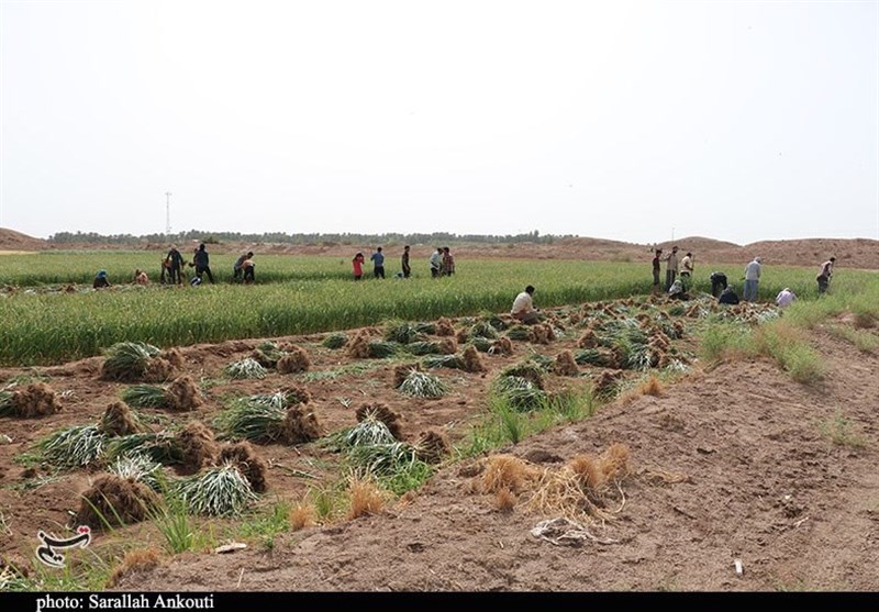 کشاورزی , استان کرمان , تولید ملی , 