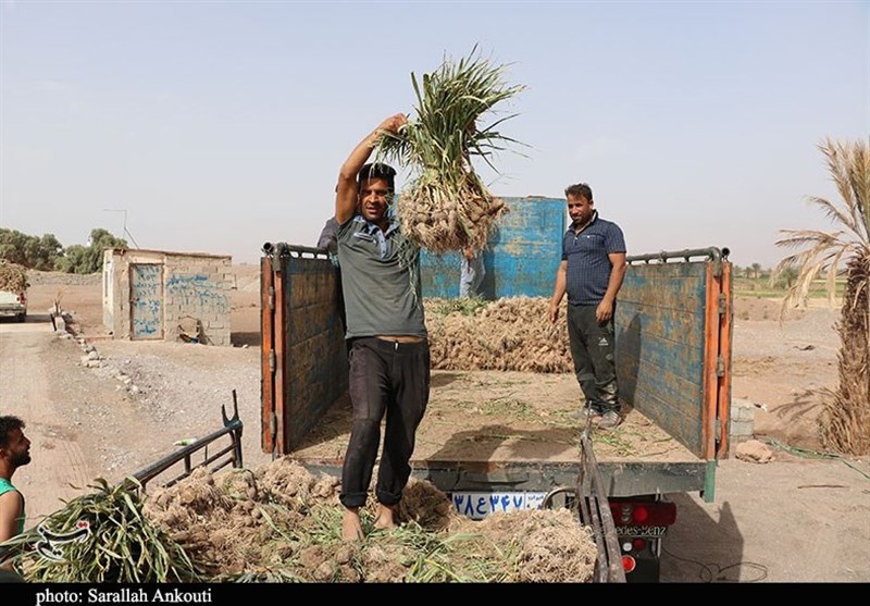 کشاورزی , استان کرمان , تولید ملی , 