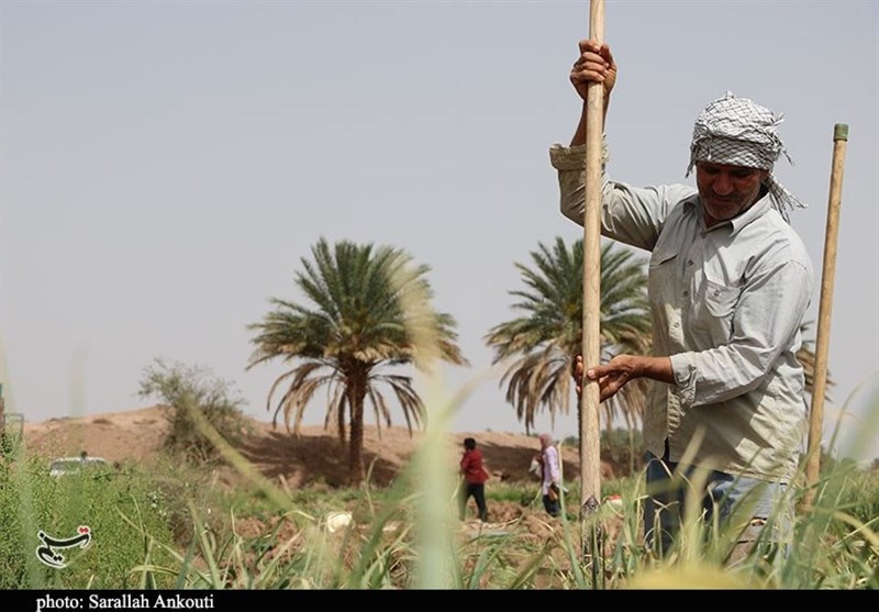 کشاورزی , استان کرمان , تولید ملی , 