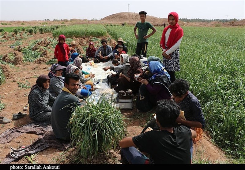 کشاورزی , استان کرمان , تولید ملی , 