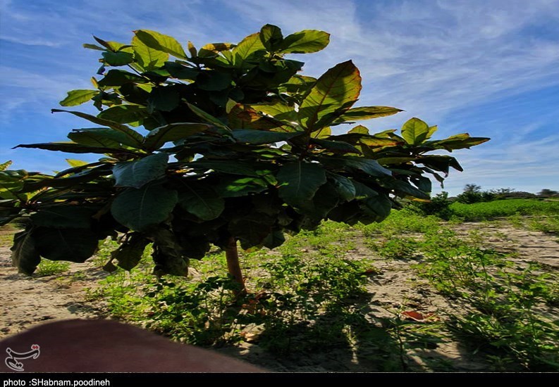 سیل , استان سیستان و بلوچستان , کشاورزی , 