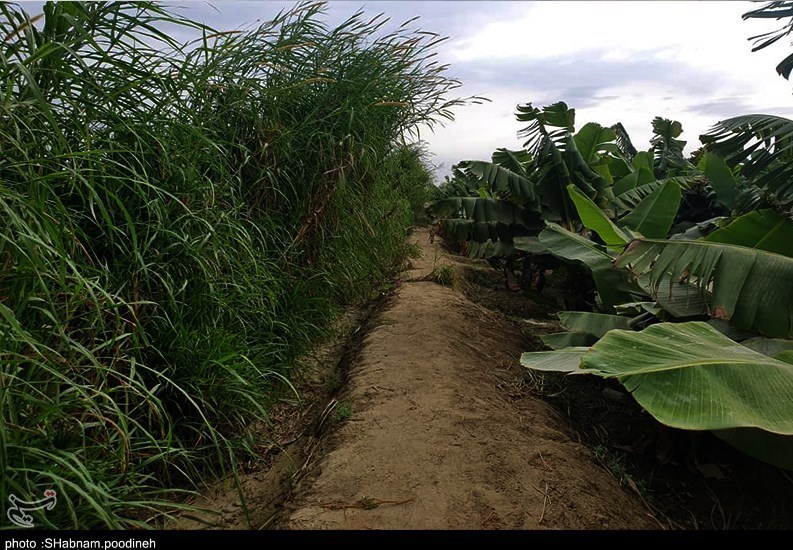 سیل , استان سیستان و بلوچستان , کشاورزی , 