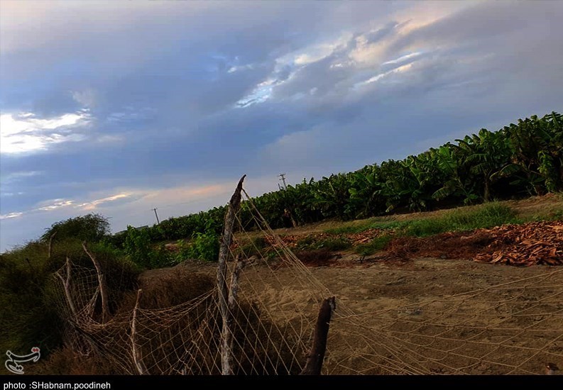 سیل , استان سیستان و بلوچستان , کشاورزی , 