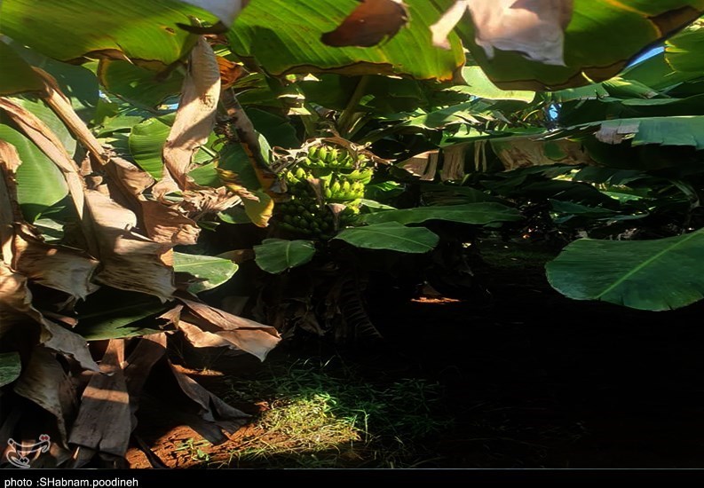 سیل , استان سیستان و بلوچستان , کشاورزی , 