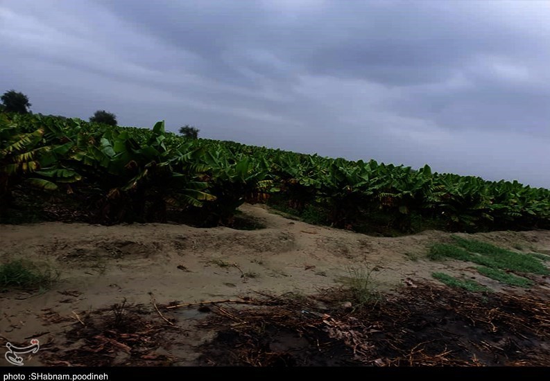 سیل , استان سیستان و بلوچستان , کشاورزی , 