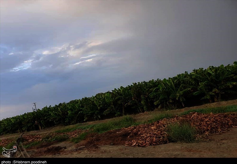 سیل , استان سیستان و بلوچستان , کشاورزی , 