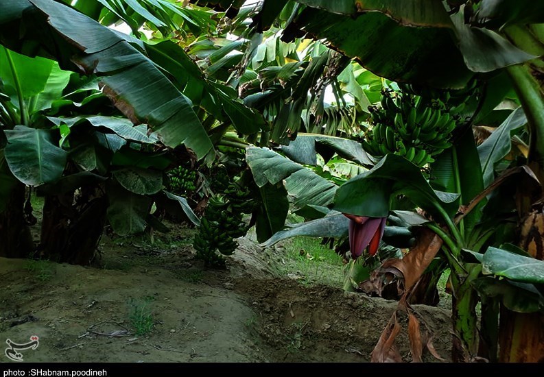 سیل , استان سیستان و بلوچستان , کشاورزی , 