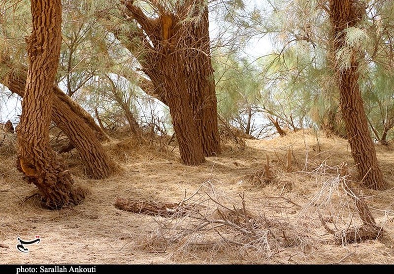 استان کرمان , سازمان میراث فرهنگی، صنایع دستی و گردشگری , 