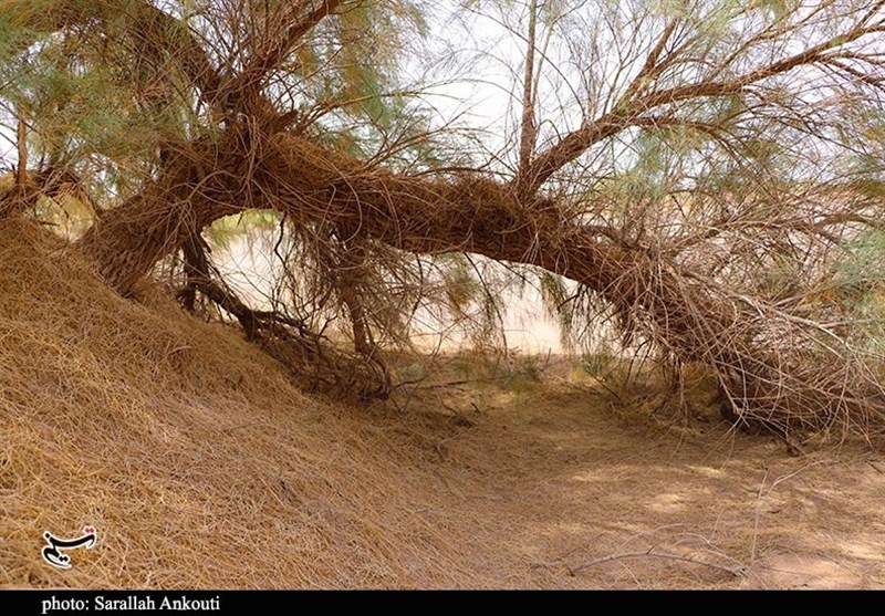 استان کرمان , سازمان میراث فرهنگی، صنایع دستی و گردشگری , 