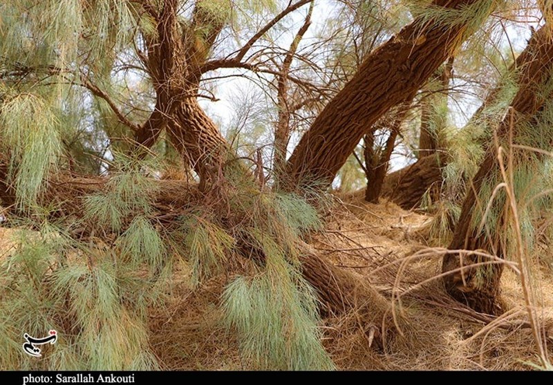 استان کرمان , سازمان میراث فرهنگی، صنایع دستی و گردشگری , 