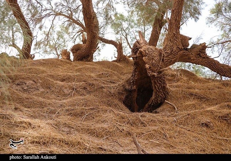 استان کرمان , سازمان میراث فرهنگی، صنایع دستی و گردشگری , 