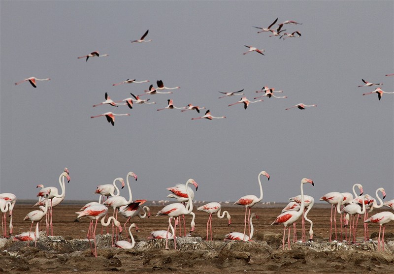 مستند , خانه مستند انقلاب اسلامی , سازمان هنری رسانه‌ای اوج , 